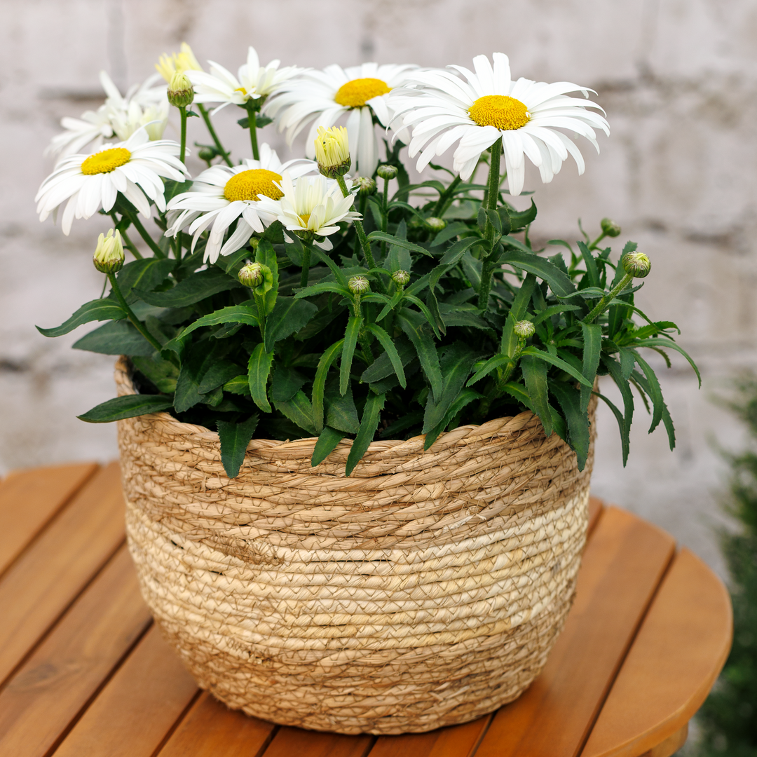 Leucanthemum × superbum 'Western Star Taurus'