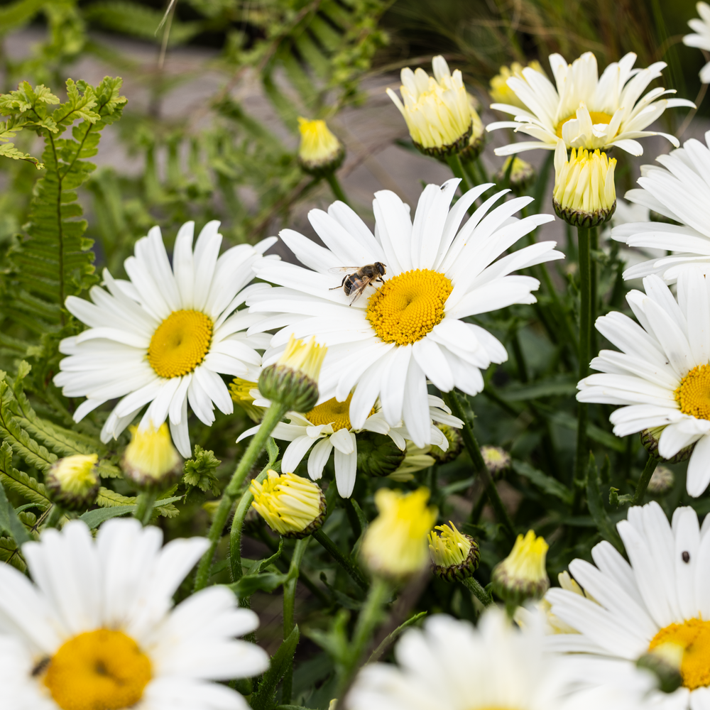 Leucanthemum × superbum 'Western Star Taurus'