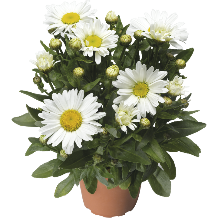 Leucanthemum × superbum 'Western Star Taurus'