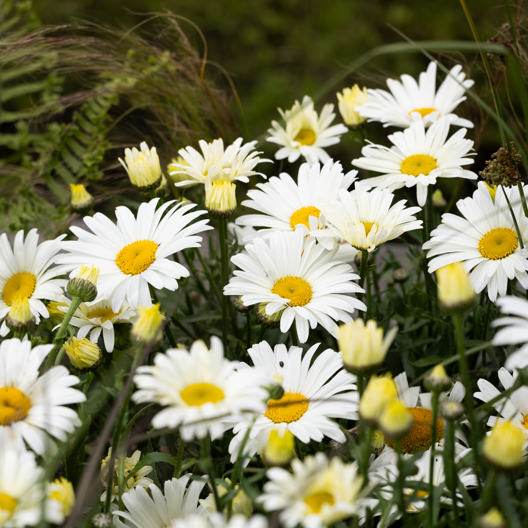 Leucanthemum × superbum 'Western Star Taurus'