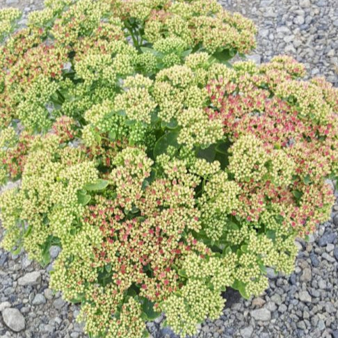Sedum 'Autumn Joy'