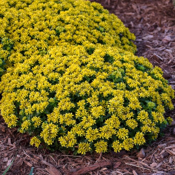 Sedum 'Little Miss Sunshine'