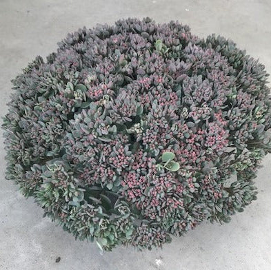 Sedum 'Rose Carpet'