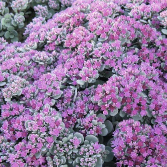 Sedum 'Rose Carpet'