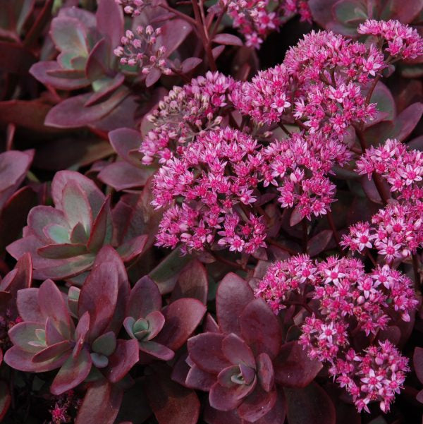 Sedum 'Firecracker' (SunSparkler Series)