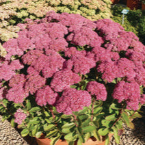 Sedum 'Autumn Joy'