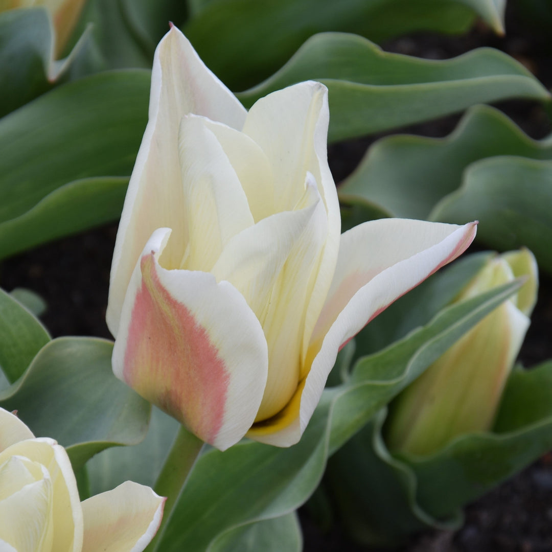 Tulip 'Serano' Bulbs
