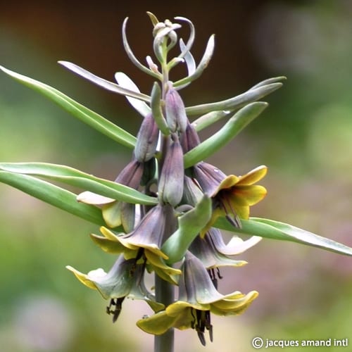 Fritilleria sewerzowii