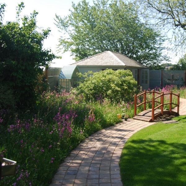 Shade Tolerant Wildflower Turf