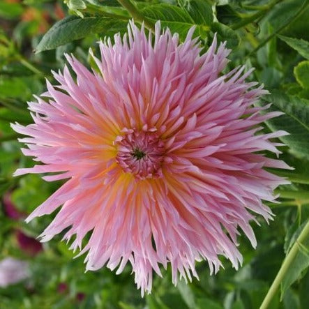 Dahlia 'Shaggy Chic' – Garden Wildlife