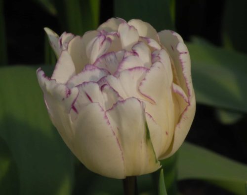 Tulip Shirley Double