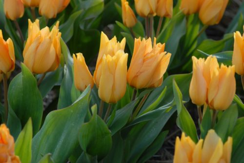 Tulip praestans 'Shogun'