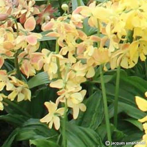 Buy Calanthe sieboldii Rhizomes online