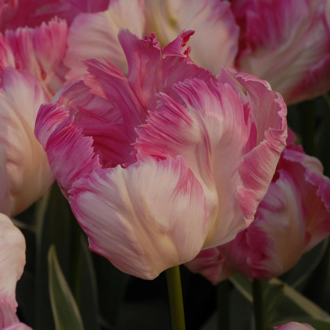 Tulipa 'Silver Parrot' Bulbs