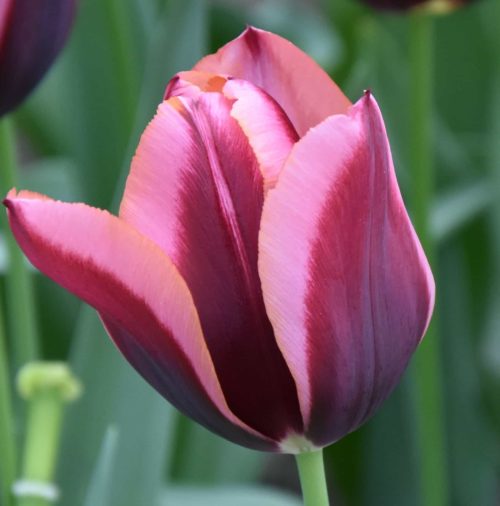 Tulip 'Slawa'