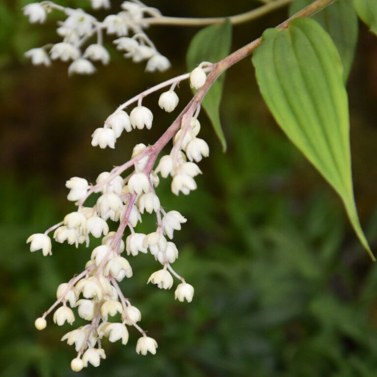 Buy Maianthemum oleraceum Rhizomes online