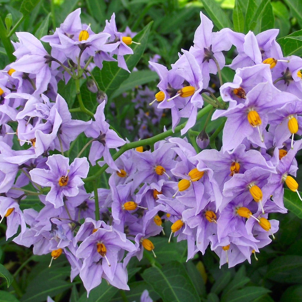 Solanum crispum 'Glasnevin'