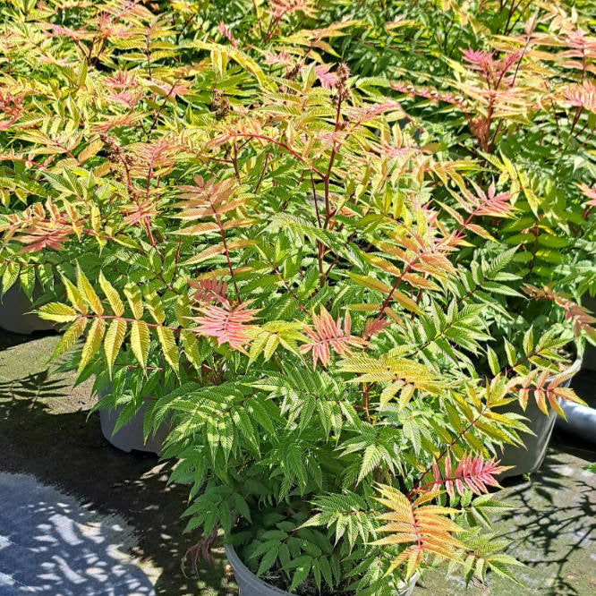 Sorbaria sorbifolia 'Sem'

