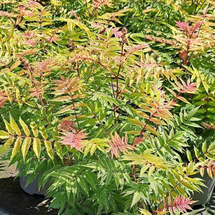 Sorbaria sorbifolia 'Sem'
