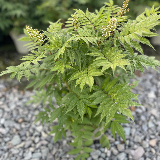 Sorbaria sorbifolia 'Sem'
