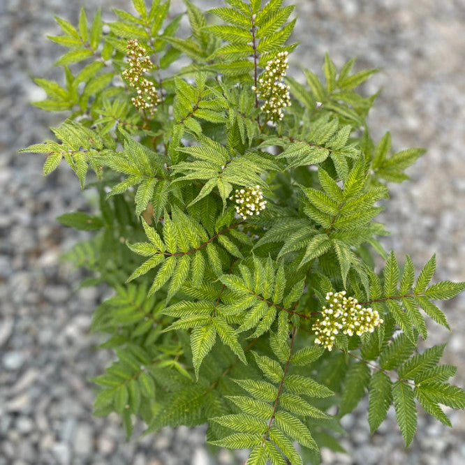 Sorbaria sorbifolia 'Sem'
