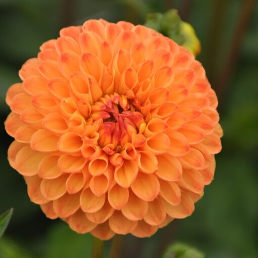 Dahlia 'Souvenir d'Ete'