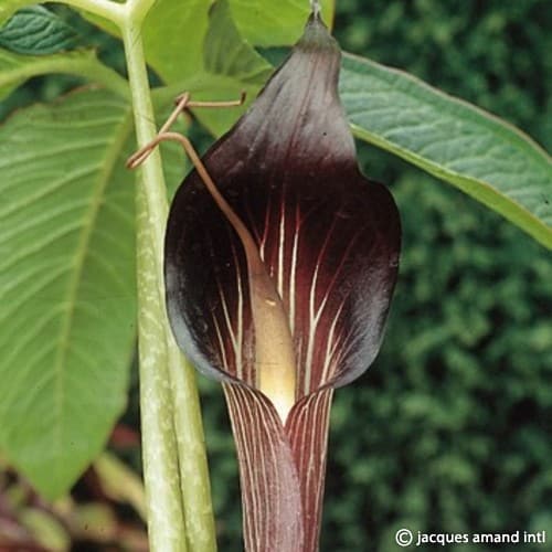 Arisaema speciosum var. magnificum