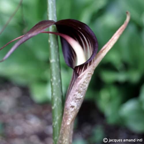 Arisaema speciosum var. mirabile