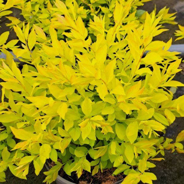 Spiraea prunifolia 'Goldfire'