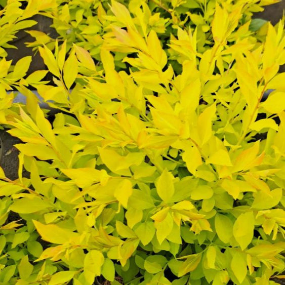 Spiraea prunifolia 'Goldfire'