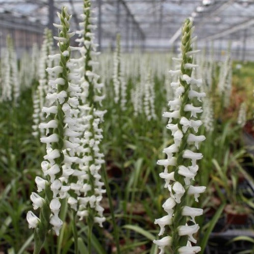 Spiranthes 'Chadd's Ford'