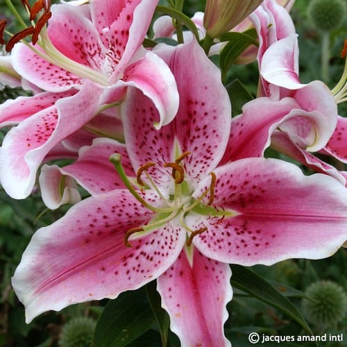 Lilium 'Stargazer'