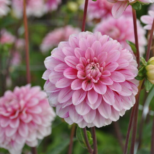 Dahlia 'Strawberry Cream'