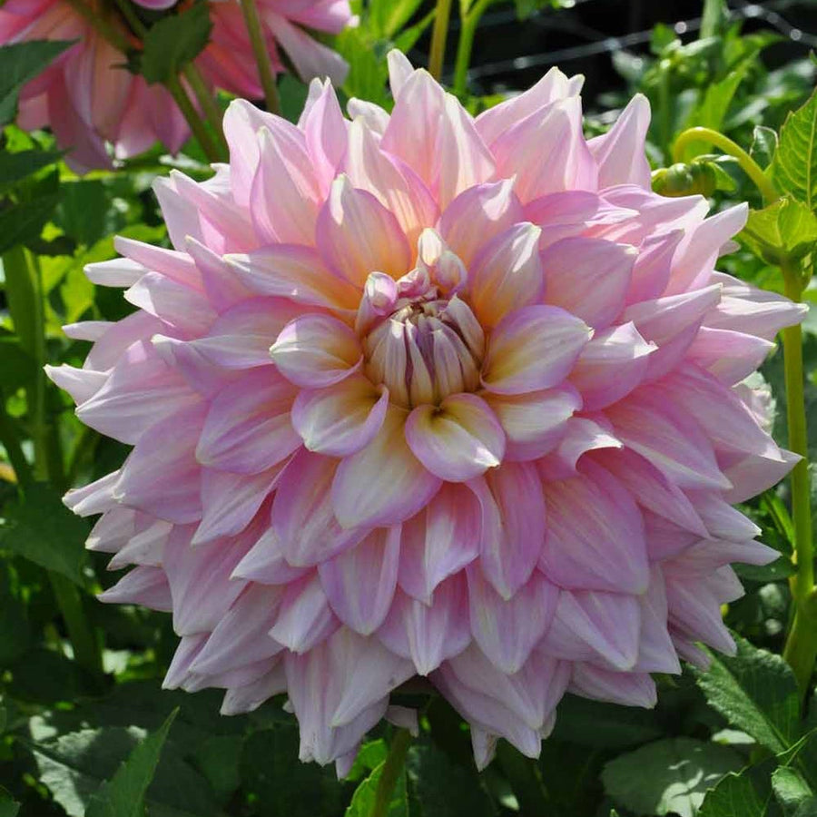 Buy Dahlia 'Strawberry Ice' Tubers online