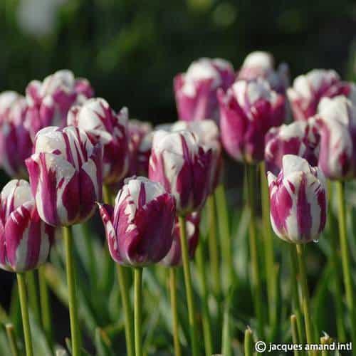Tulip 'Striped Sail'