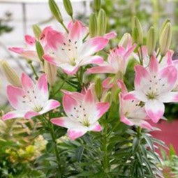 Buy Lilium 'Sugar Love' Bulbs online