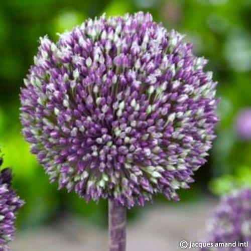 Allium 'Summer Drummer'