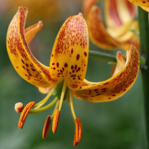 Lilium martagon 'Sunny Morning'