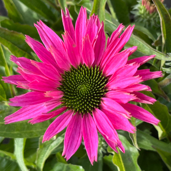 Echinacea 'SunSeekers Bubblelicious'