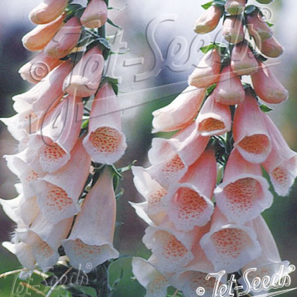 Digitalis purpurea 'Sutton's Apricot'