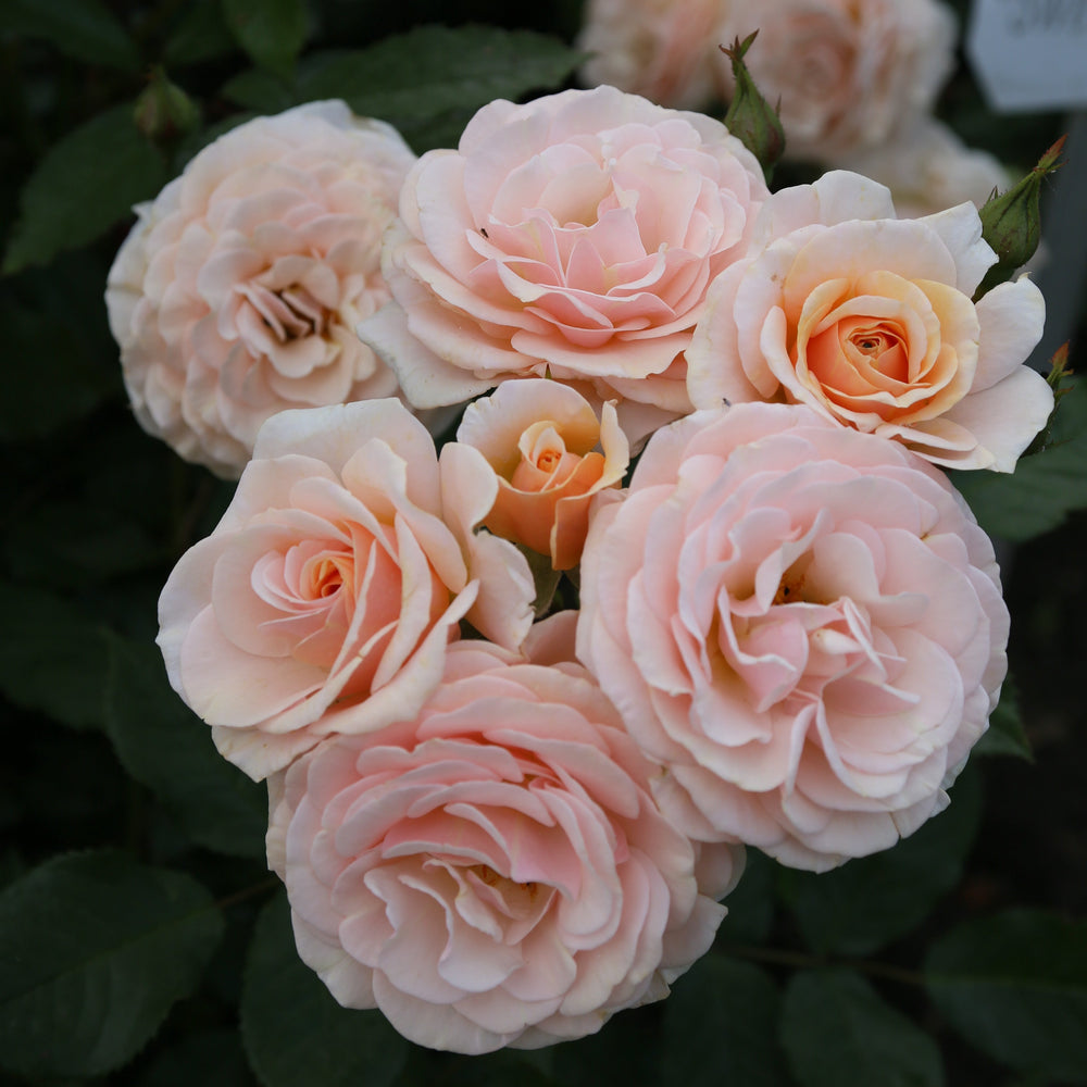 Rosa 'Sweet Honey'