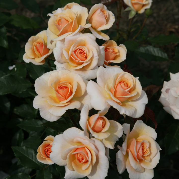 Rosa 'Sweet Honey'