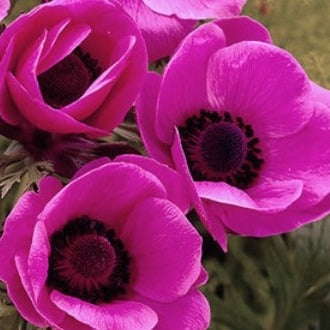 Anemone De Caen 'Sylphide'