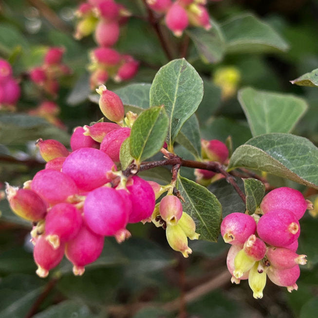 Symphoricarpos 'Magical Candy'