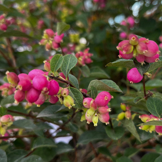 Symphoricarpos 'Magical Candy'
