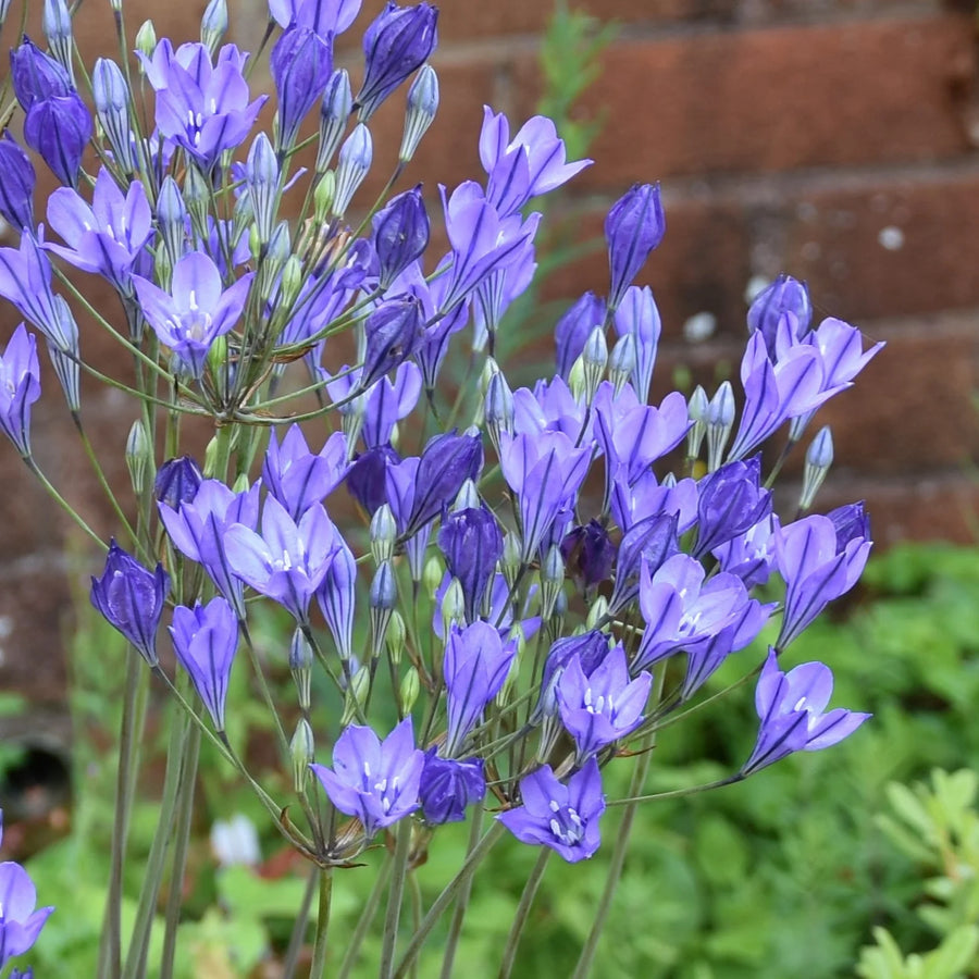 Triteleia 'Blues' Corms | Blue Triplet Lily