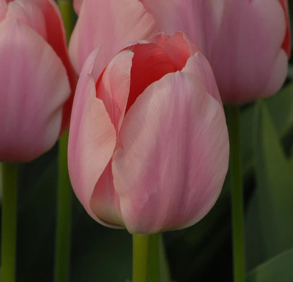 Tulipa 'Apricona'