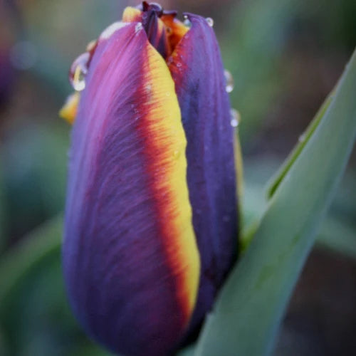 Tulipa 'Cosmic Sensation'