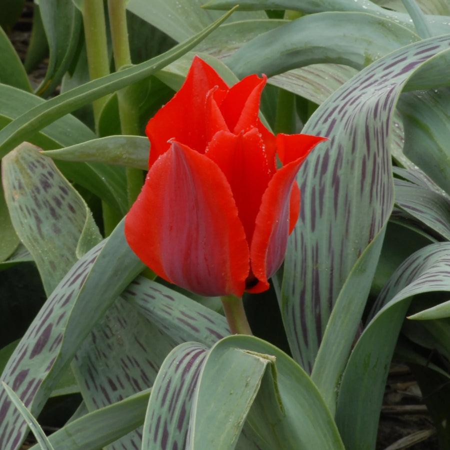 Tulipa 'Julius Caesar' Bulbs
