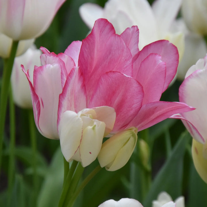 Tulipa 'Candy Club'
